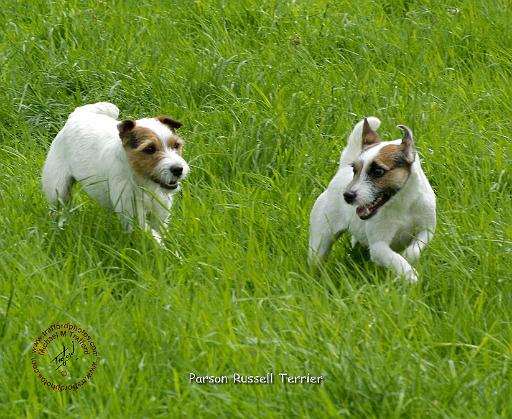 Parson Russell Terrier 9R046D-056.JPG